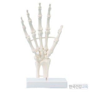 인체모형-손골격제품(6040)