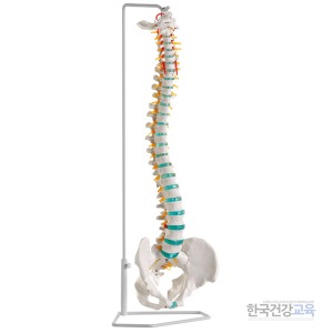 척추모형- 인체해부교육 제품