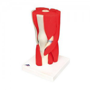 무릎관절 인체모형