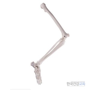 다리골격모형