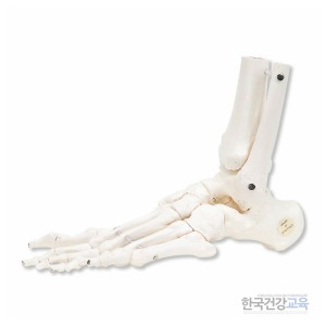 발목뼈모형