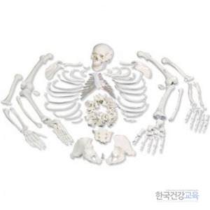 전신골격분리모형