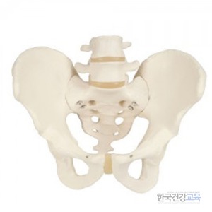 골반골격모성 남성 A60 인체교육용품