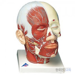 인체모형 신경이 살아있는 얼굴근육모형 VB129