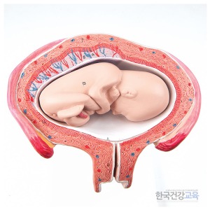 출산모형 4개월의 태아모형 L10/4 임신교육용품