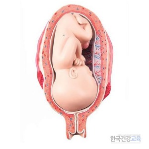 임신모형 7개월 태아모형 L10/8 출산교육용품