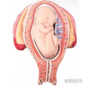 임신모형 5개월 태아모형 L10/5 임신교육용품