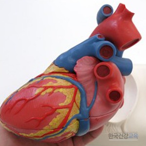 인체모형 심장모형 신체교육용품 G01