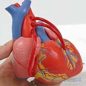 심장모형 관상동맥 위회술 심장2파트 G05