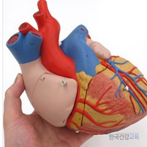 심장모형 2배확대 4파트 인체모형 G12