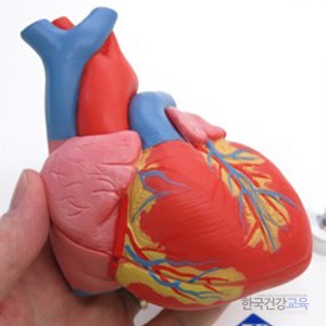심장모형 기본형 심장모형2파트 G08
