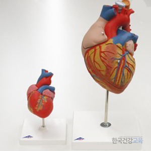 심장모형 식도기관포함 실물크기2배 인체모형 G13