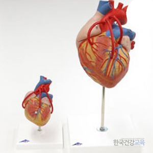 심장모형 관상동맥 위회술 심장4파트 G06