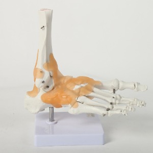 발관절 모형